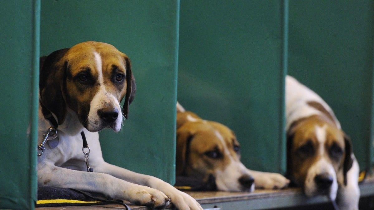Perros de la raza Beagle