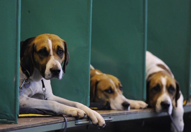 Perros de la raza Beagle