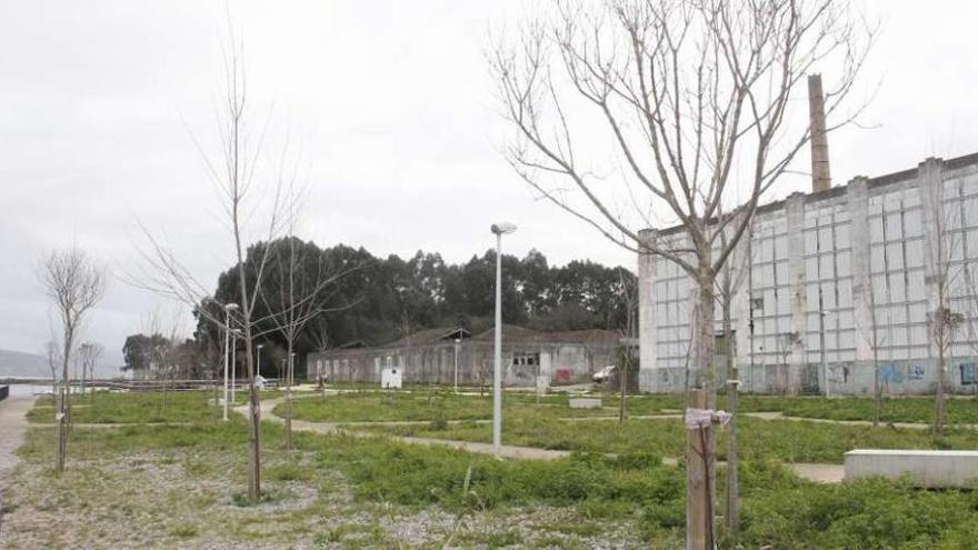 Árboles del paseo de Salgueirón, en Massó, que van a ser trasplantados en Coiro. // Santos Álvarez