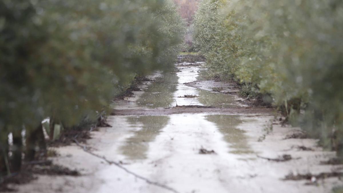 Cae la aceituna pero el aceite no se mueve