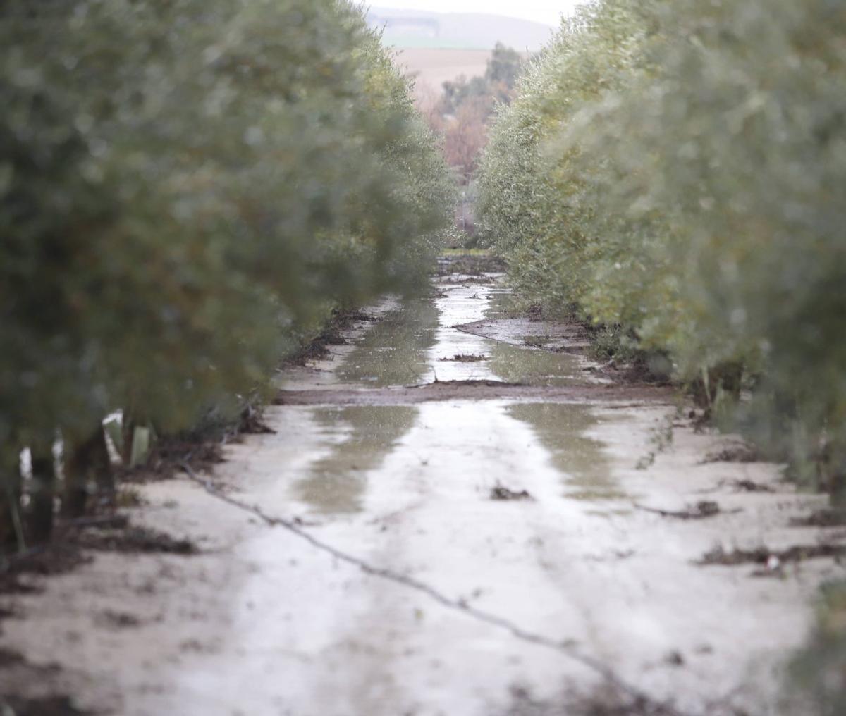 Un olivar anegado en Córdoba a finales del mes pasado.
