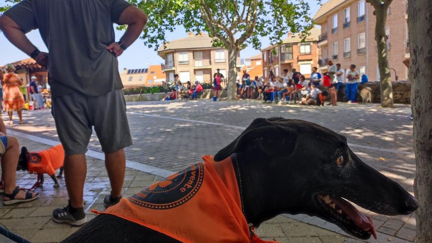Medio centenar de personas con sus perretes marchan contra el abandono animal en Benavente