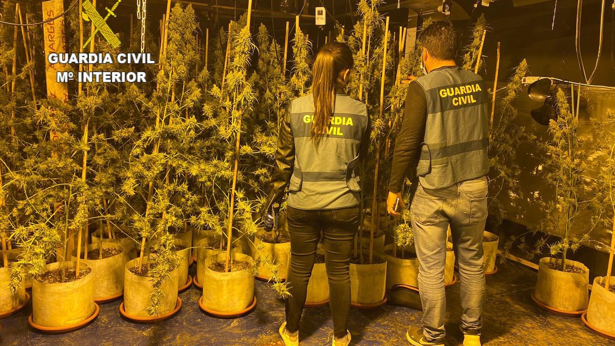 Agentes de la Guardia Civil en la nave con las plantas de marihuana.