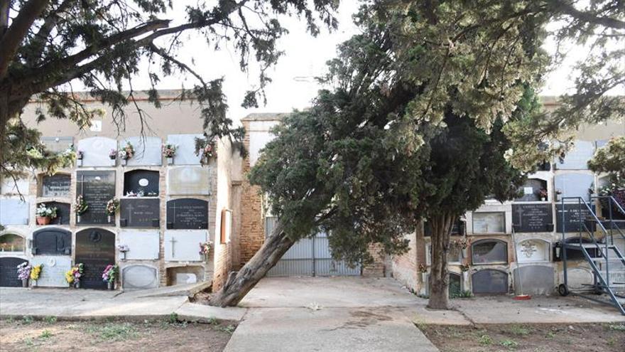 Seis árboles del cementerio llevan un mes desplomados