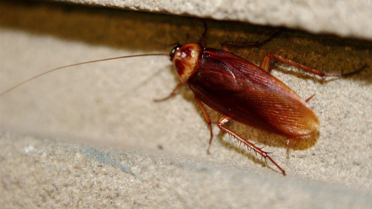 Una cucaracha, en Barcelona.