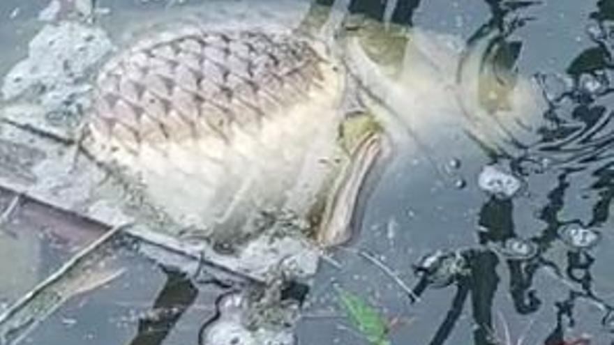 Denuncia de atentado medioambiental: aparecen centenares de peces muertos en una laguna de Felanitx