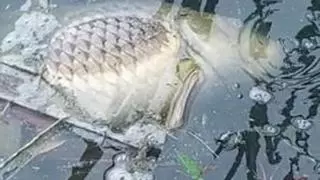 Denuncia de atentado medioambiental: aparecen centenares de peces muertos en una laguna de Felanitx