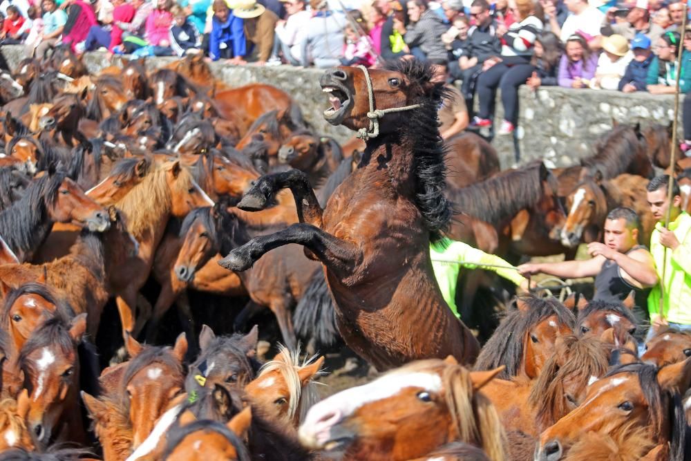 Los ganaderos sanean 300 caballos ante un millar de personas en el primer curro del año en Oia