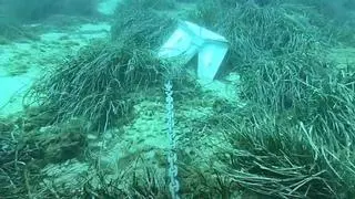 El descaro flota en el mar