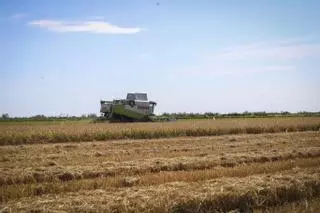 La paja del arroz solo podrá quemarse en caso de plagas justificadas o aguas negras