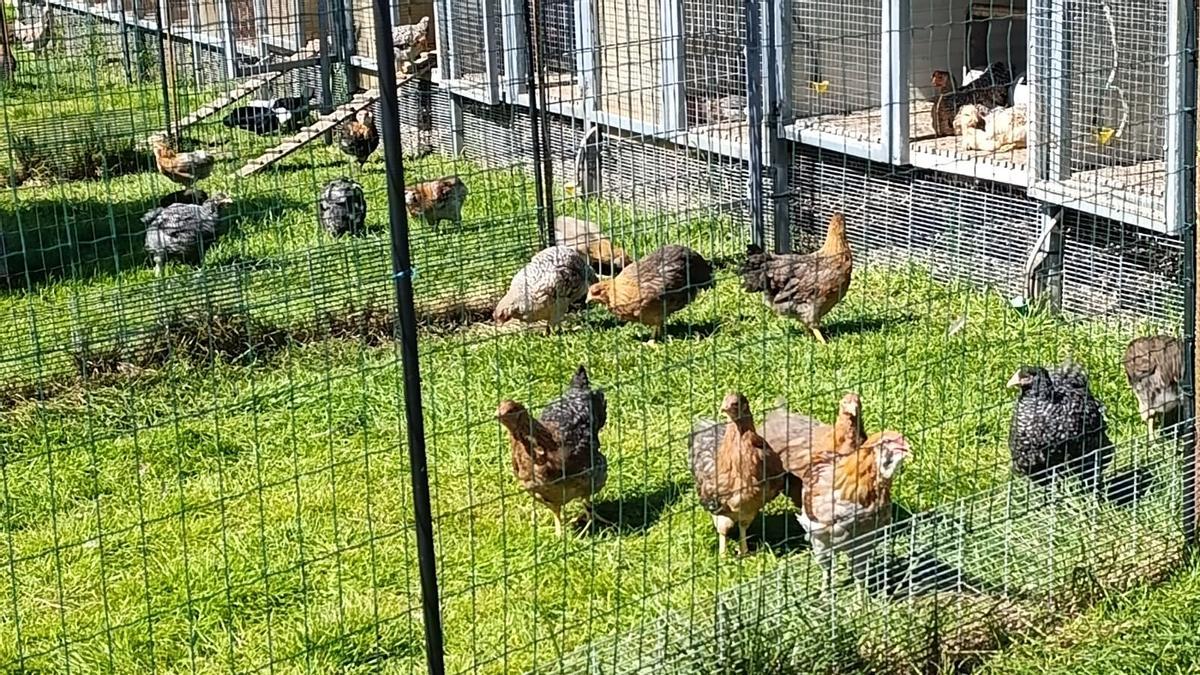 Gallinas en Valdés, de Claudio Fano.