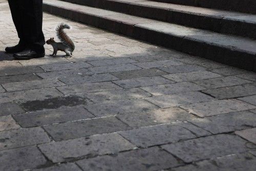 A squirrel smells the feet of a man in Mexico City