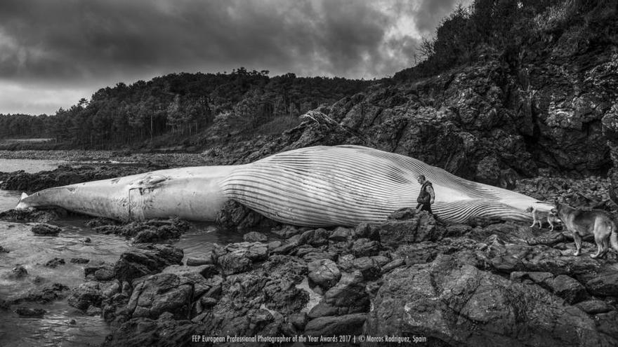 Las mejores fotografías del Premio Europeo de Fotógrafos Profesionales 2017