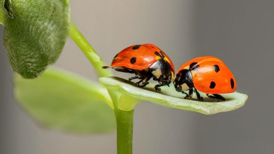 Los insectos terrestres bajan, los acuáticos suben