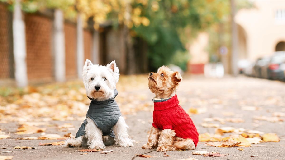 ¿Es positivo abrigar a los perros para protegerles del frío?