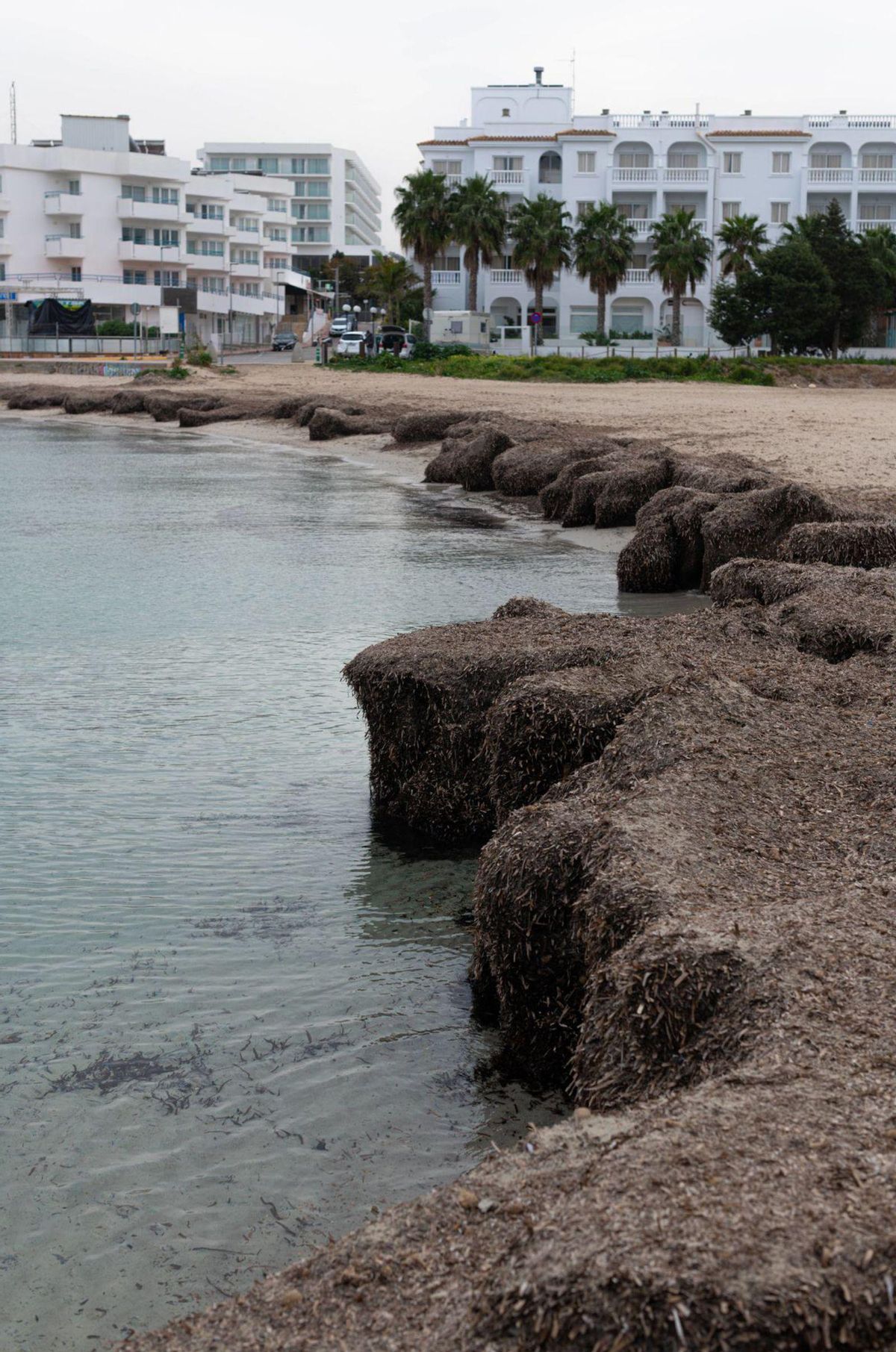 La posidonia muerta se acumula en las playas en otoño e invierno.