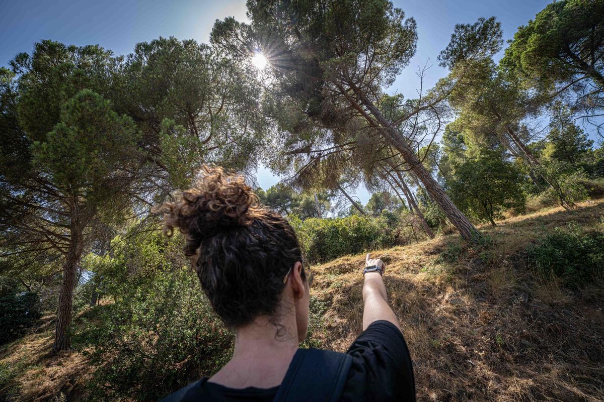Árboles caídos y vegetación acumulada en el parque natural de Collserola, una situación que los vecinos consideran un factor que incrementa el riesgo de propagación de un incendio. Barcelona, 14 de julio de 2026. AUTOR: Manu Mitru | EPC