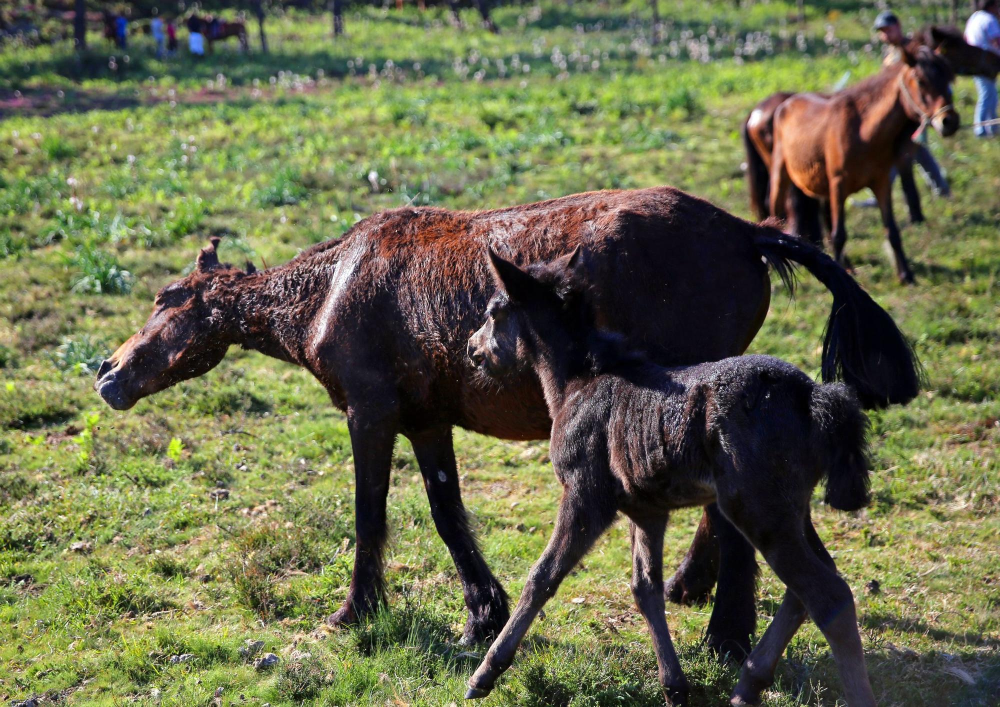 Las mejores imágenes del regreso de la 'rapa das bestas' de A Valga