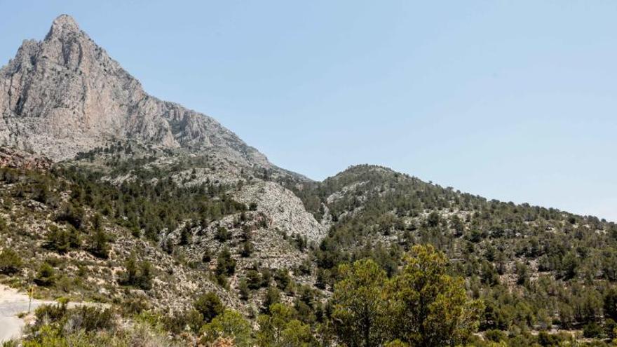 Pinada en el Puig Campana