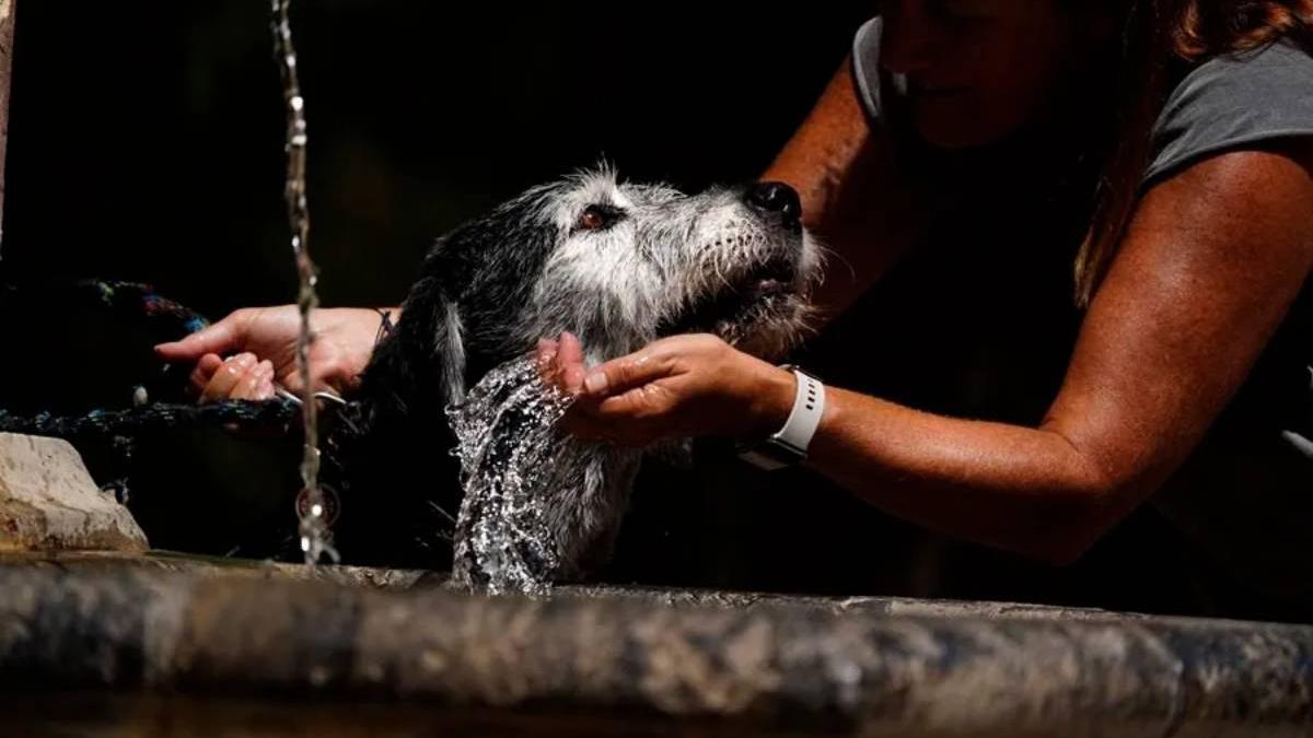 Casi el 70% de vícitmas con animales de compañía retrasan empezar una vida nueva por miedo a las represalias a sus animales.
