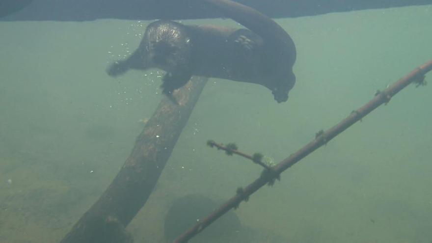 Nutria nadando.