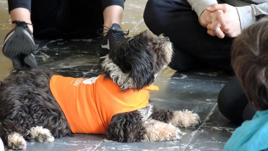 Un dels gossos que ajuden les víctimes del ‘bullying’ a fer teràpia.   | FUNDACIÓ AFFINITY