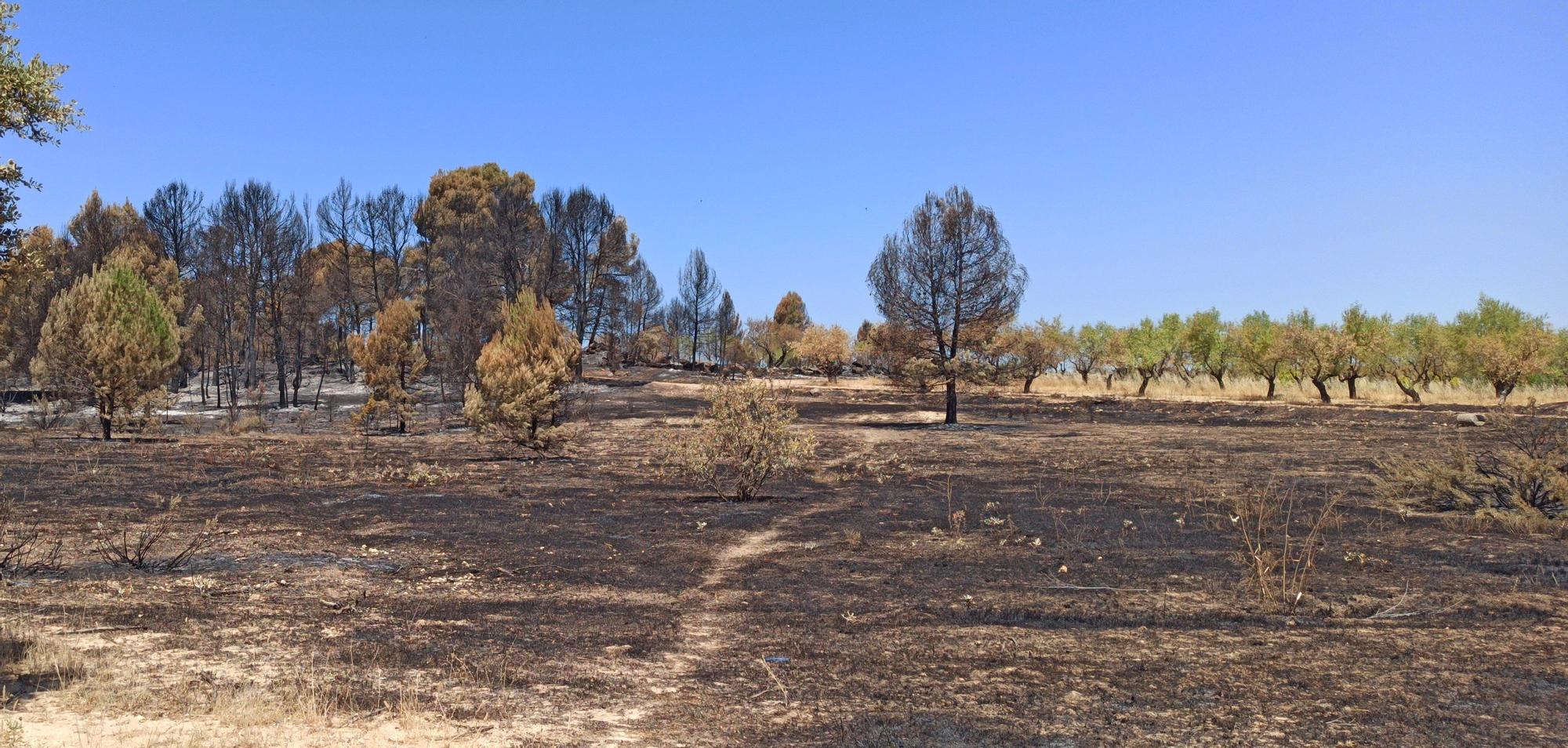 El antes y el después: así ha calcinado el incendio el paraje de Casas de Moya