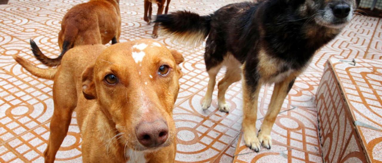 Perros en el refugio vigués de A Madroa.