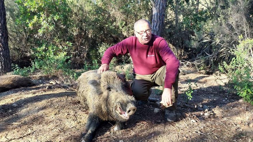 Cacen un senglar de 132 quilos a les Gavarres