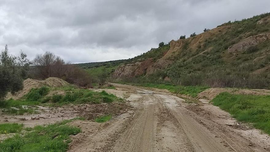 La Junta cifra las pérdidas en el olivar de Baena por el tren de borrascas en 26 millones de euros