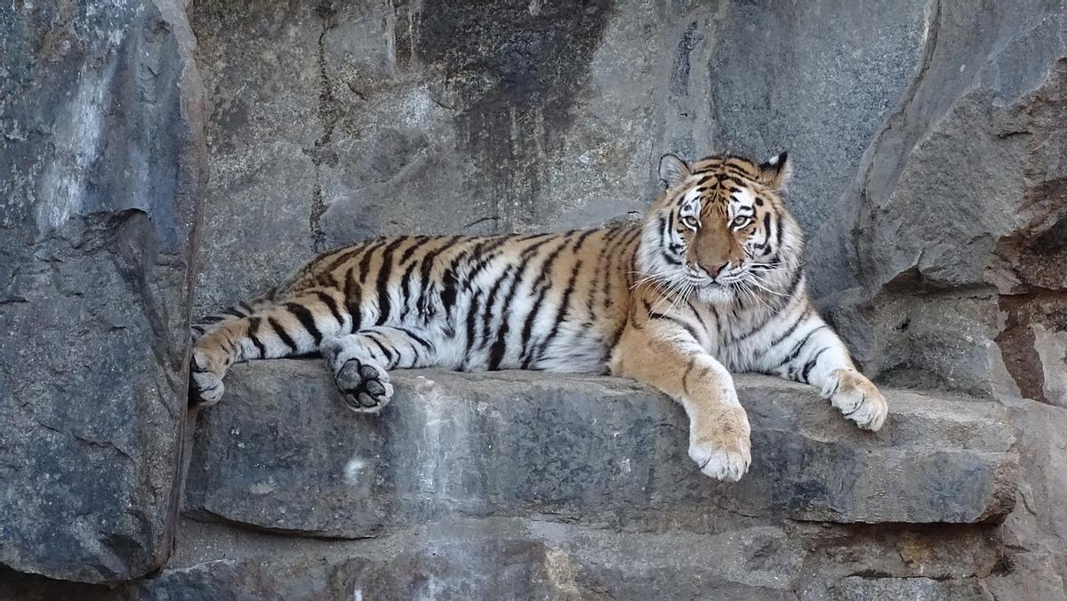 Tigre siberiano