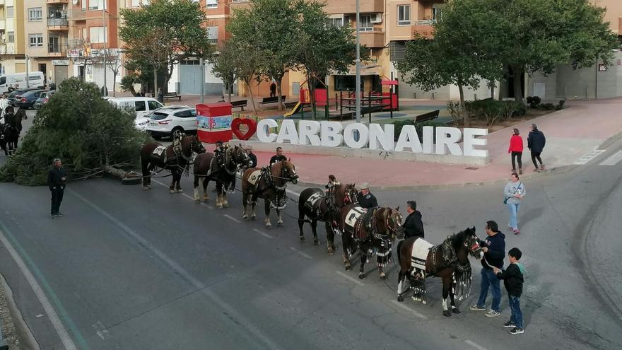 La tradicional &#039;Baixà del pi&#039; por Sant Antoni en la Vall, en imágenes