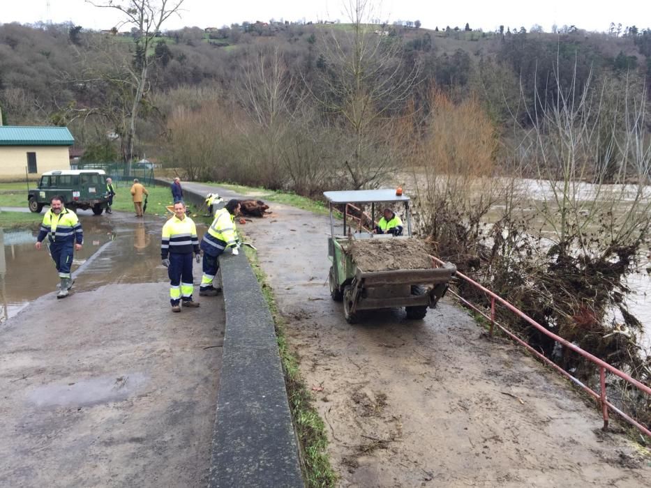 Operarios municipales del Ayuntamiento de Parres limpieza junto al río Sella