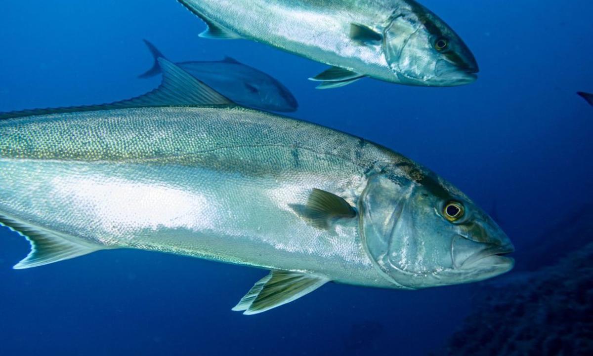 Fotografía de una serviola.