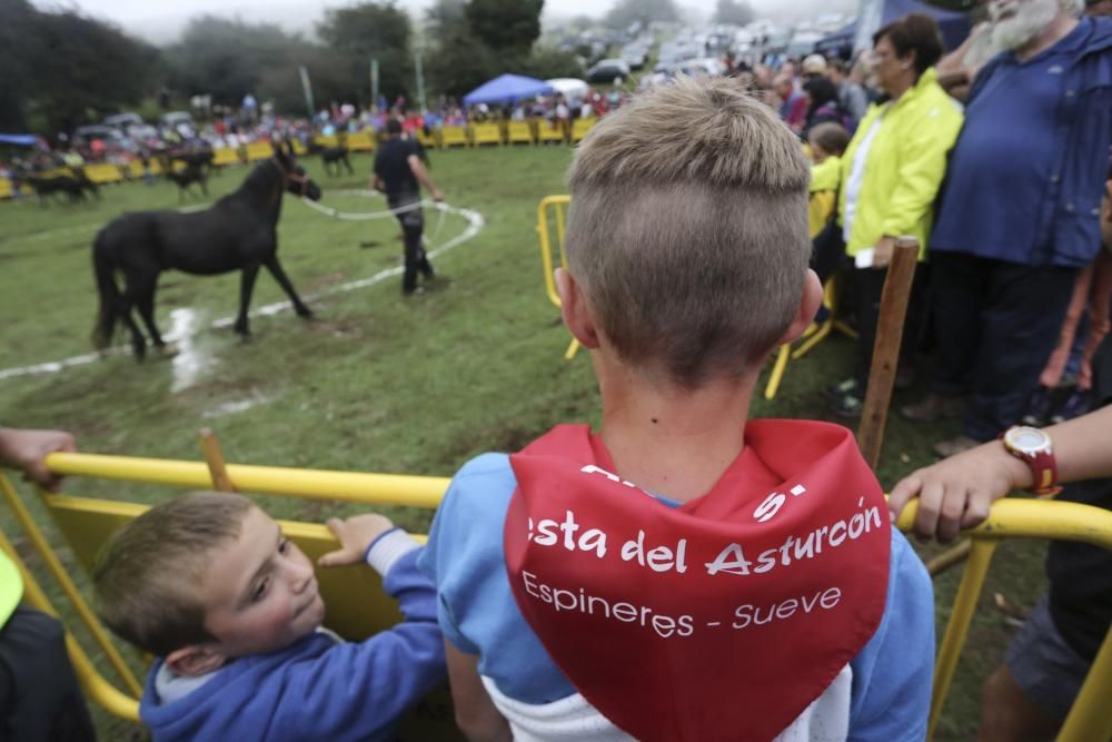 Fiesta del Asturcón 2017