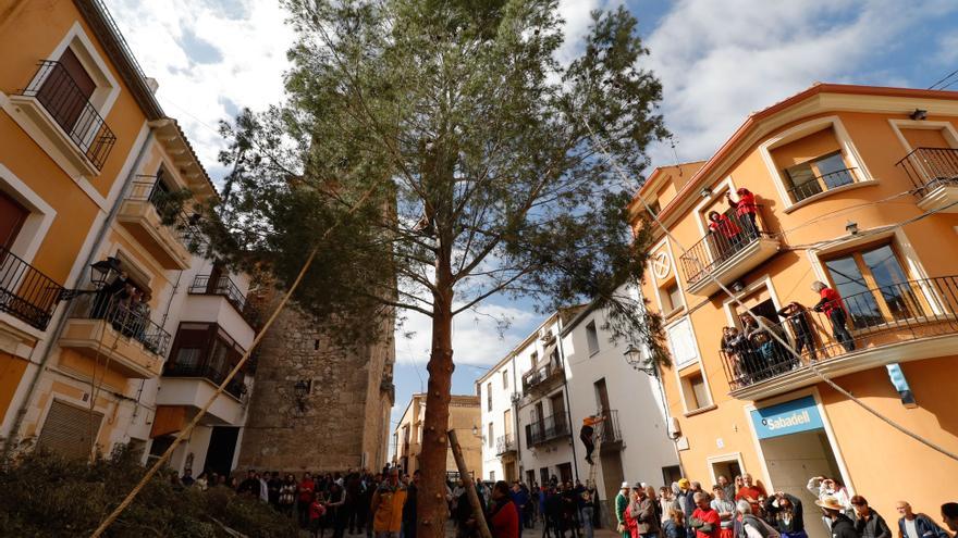 Agres retoma la Plantà del Pi tras el parón por la pandemia