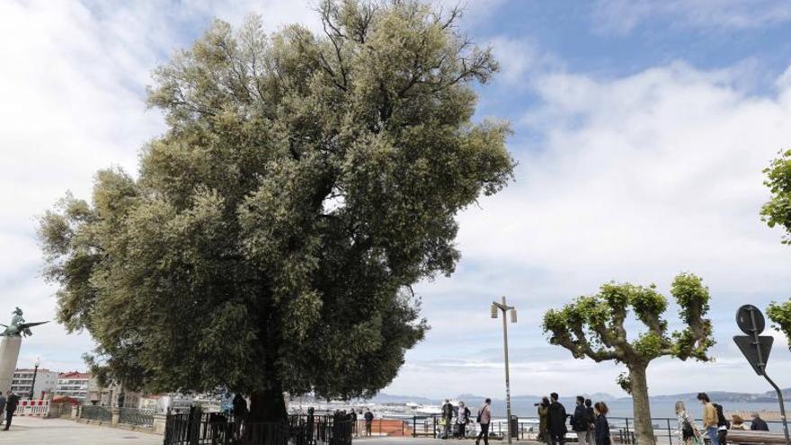El Concello protegerá las raíces del olivo con un radio de siete metros en el túnel de Elduayen
