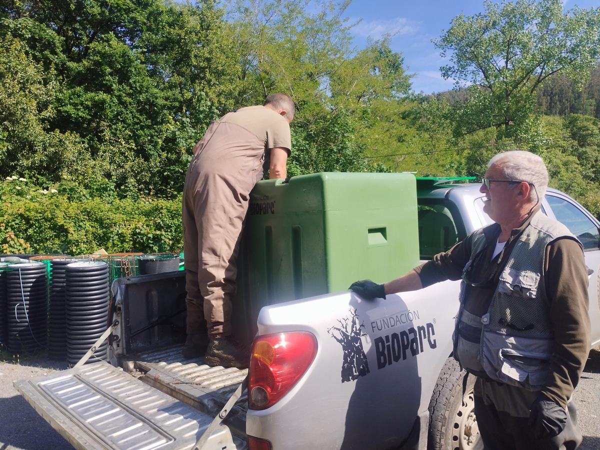 La extracción y traslado en vivo del campanu del Narcea, en imágenes