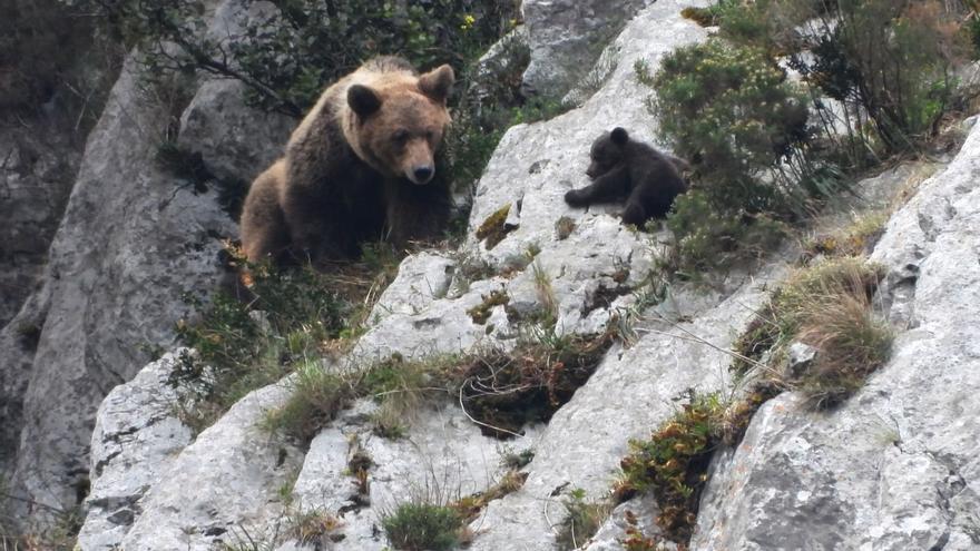 Una hembra de oso pardo y una de sus crías, en una fotografía tomada en Asturias.