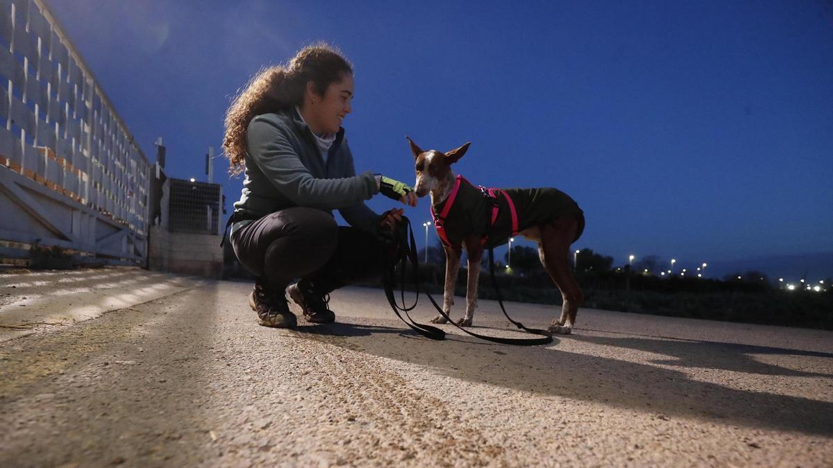 Refugio de animales de Benimàmet, en València, ahora gestionado por Modepran.
