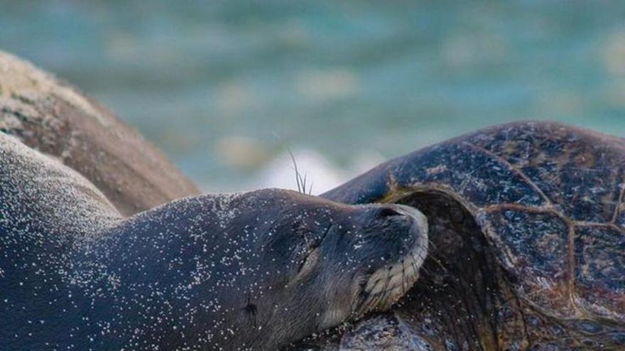 Focas en Canarias, la eterna promesa olvidada