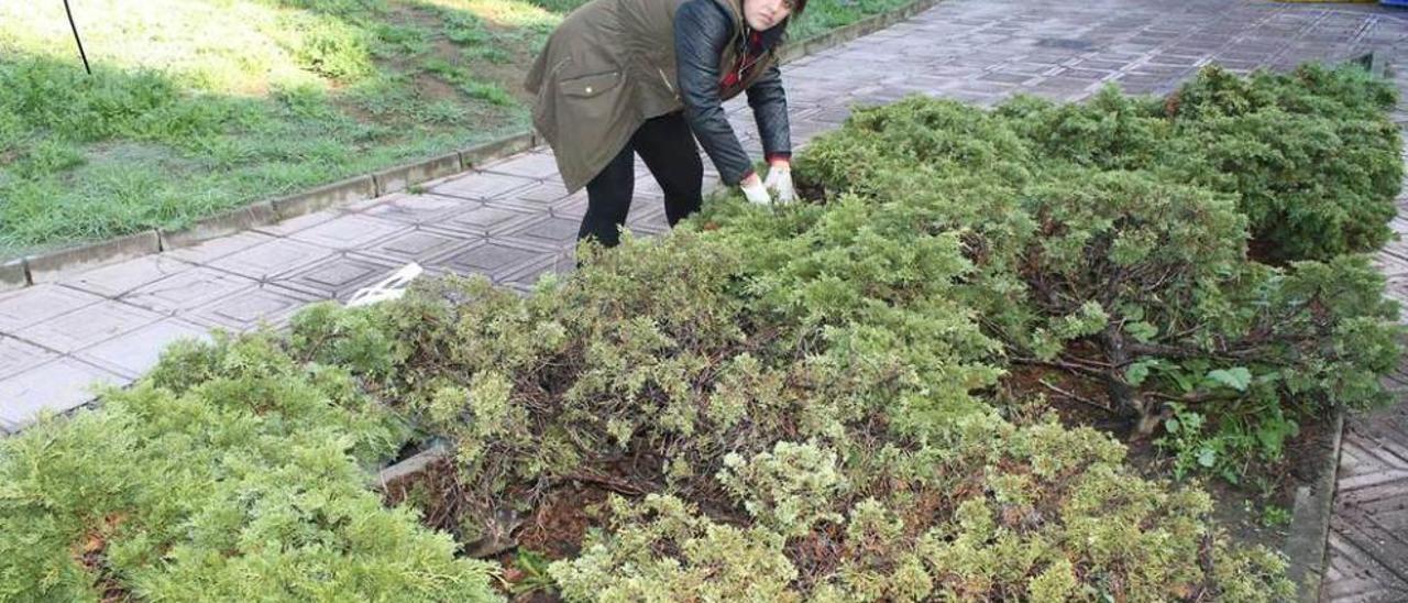 Patricia Castellano buscando bolsas de veneno, ayer, en el parque de la Música de la Pola.