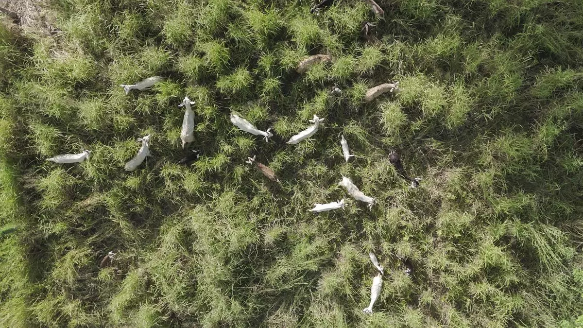 Las misteriosas cabras que han vivido tres siglos sin agua dulce en una isla de Brasil