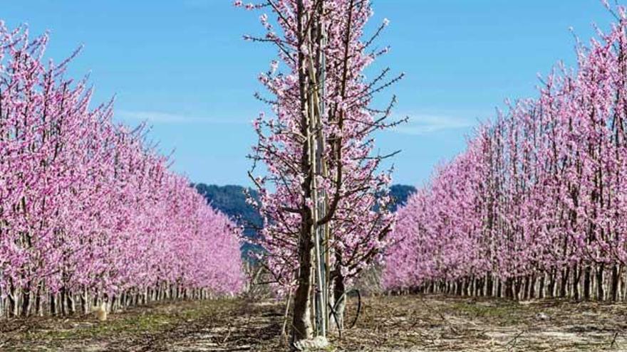 La primavera llega esta tarde.