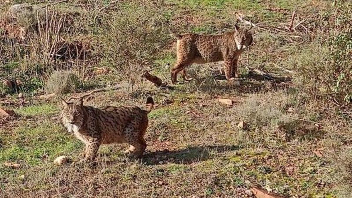 Esparto y Fernandina, los dos ejemplares de lince ibérico