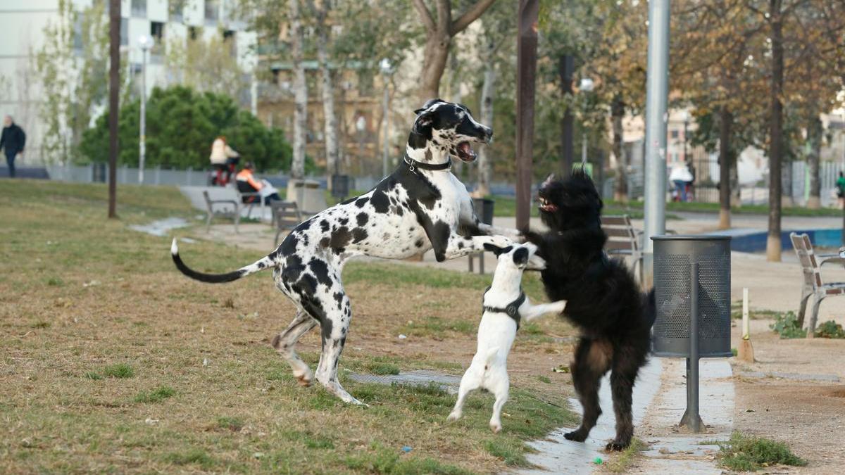 Perros sueltos en el parque de l'Estació del Nord