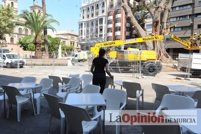 El estado final del ficus de Santo Domingo