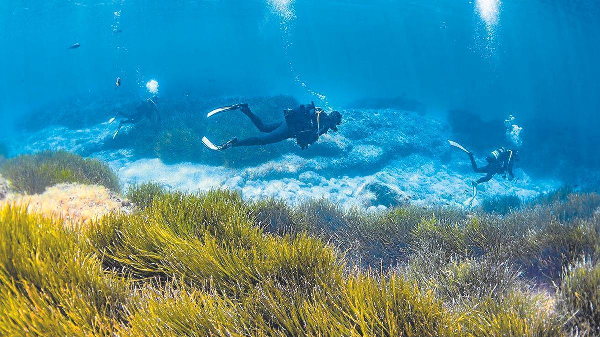 Uns submarinistes neden sobre una praderia de "Posidònia oceànica"