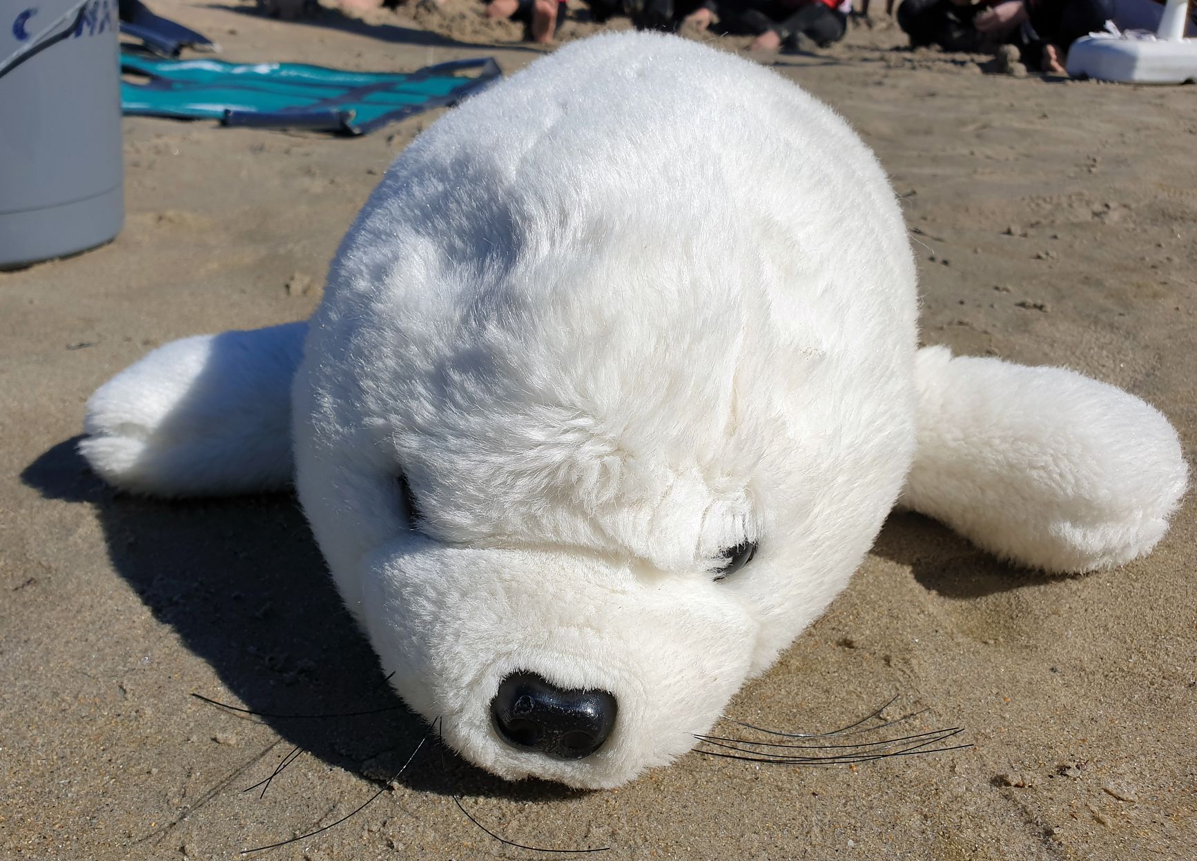 Una segunda vida  para los animales varados desde la playa de Nigrán