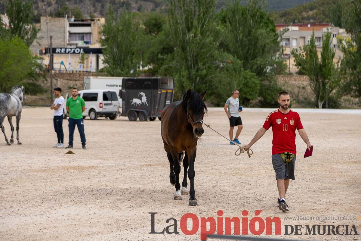 Control veterinario de los Caballos del Vino en Caravaca